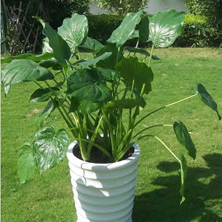 大型滴水觀音（滴水蓮、天芋）