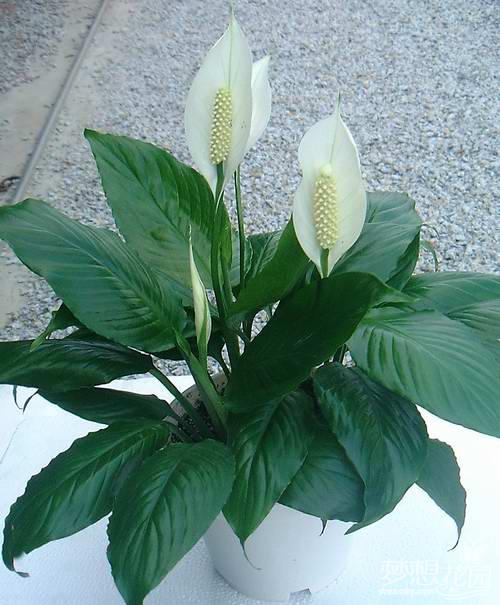 白掌（苞葉芋、和平芋）