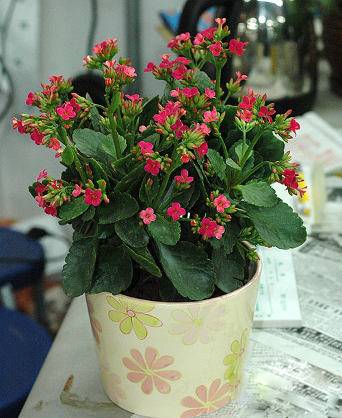 長壽花（壽星花、假川蓮、圣誕伽）