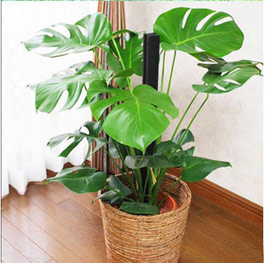 龜背竹（蓬萊蕉、鐵絲蘭）