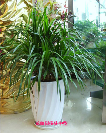 中型龍血樹(shù)（馬騾蔗樹(shù)）