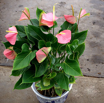 粉掌（花燭、安祖花）