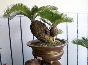 如何種出漂亮柚子盆栽，需多久可以發(fā)芽？