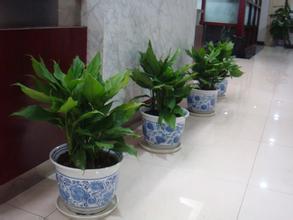 怎樣延長觀果植物的掛果時(shí)間