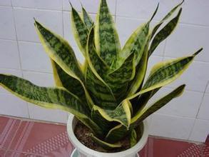 新裝修的辦公室與住宅擺放虎皮蘭吸味道要注意那些？