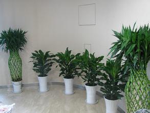 辦公室新裝修擺放什么植物比較好？