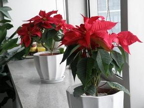 重慶植物出租-哪些植物有毒？