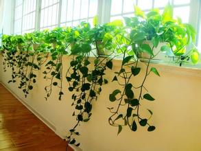 重慶植物出租-什么植物吸甲醛最好？