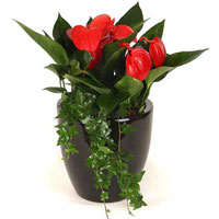 綠植租擺常用花卉之紅掌養(yǎng)護