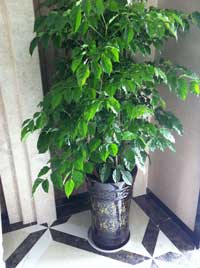 植物租賃搖錢樹(shù)