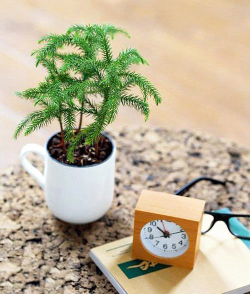 植物發(fā)黃的重大原因！