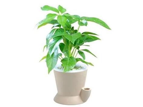 招財綠植擺放風(fēng)水以及綠植租賃的調(diào)節(jié)作用講解
