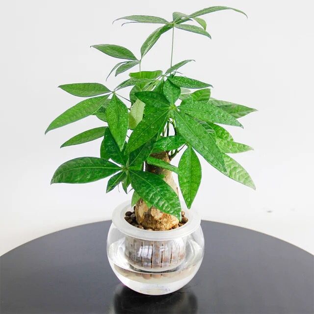 植物租擺“發(fā)財(cái)樹(shù)修剪方法”