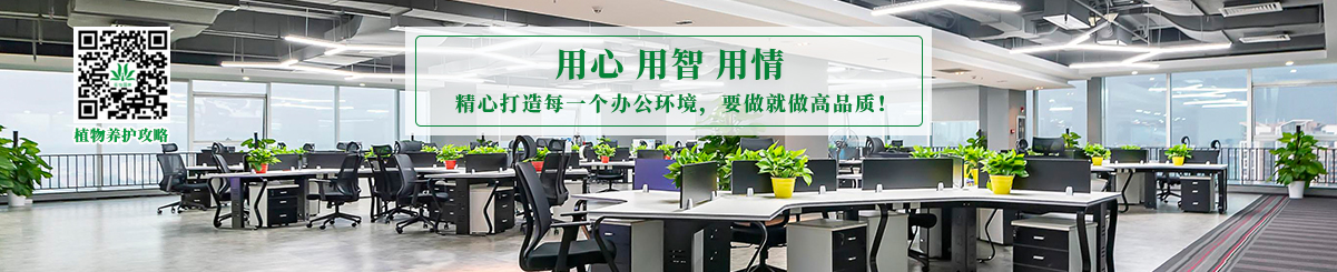 植物租賃套餐488元