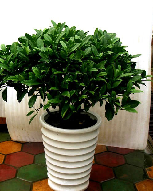 重慶植物租賃 重慶植物租賃