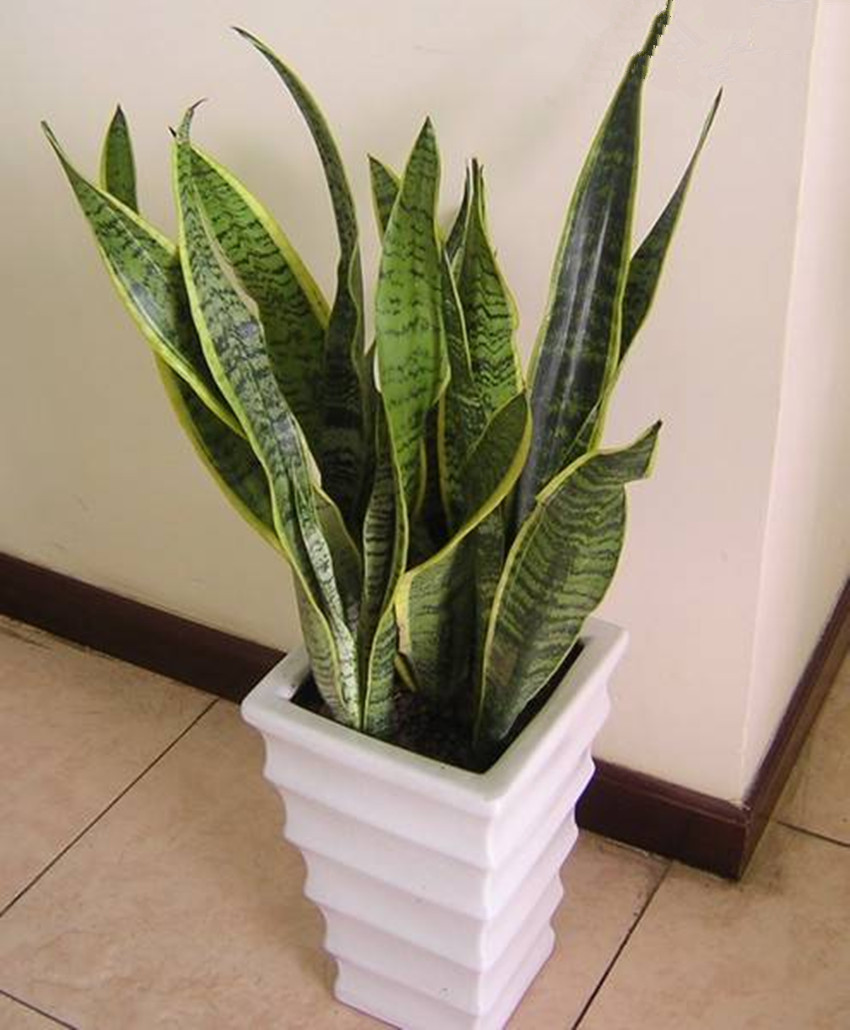 重慶植物租賃 重慶植物租賃