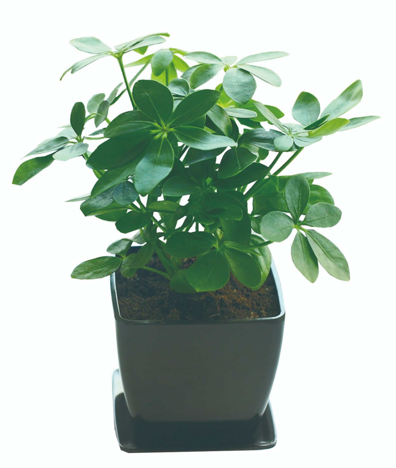鴨腳木（小）.jpg